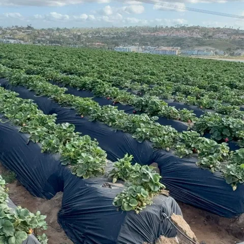Cultivo de fresas