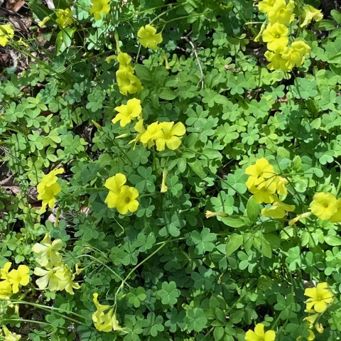 Introduced from South Africa, oxalis stricta (common yellow wood sorrel) is nearly impossible to eradicate here. J.C. Lawrence