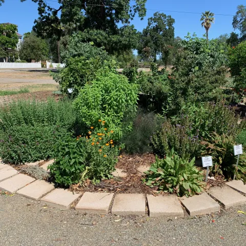 Group plants with similar sun and water requirements together, like these herbs at our Demo Garden. Laura Kling