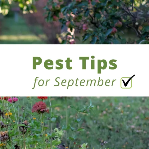 Text reads "Pest Tips for September". In the background you see yellow flowers and a fruit tree growing in a home landscape.