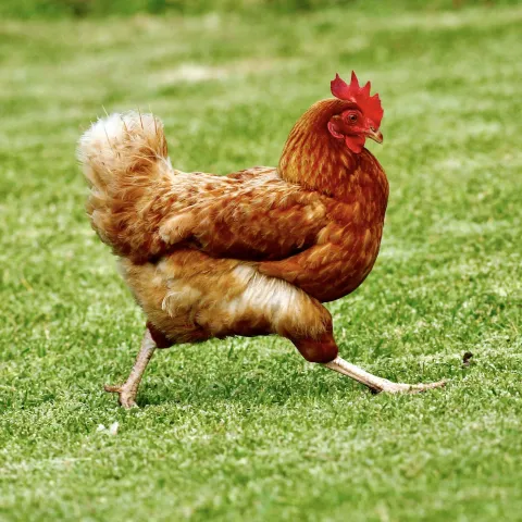 chicken walking across a lawn