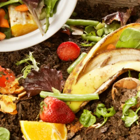 compost pile with veggie scraps