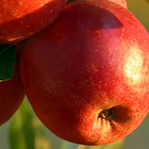 red apples on a tree
