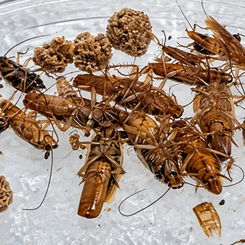 Nazzy Pakpour's German cockroaches. (Photo by Nazzy Pakpour)