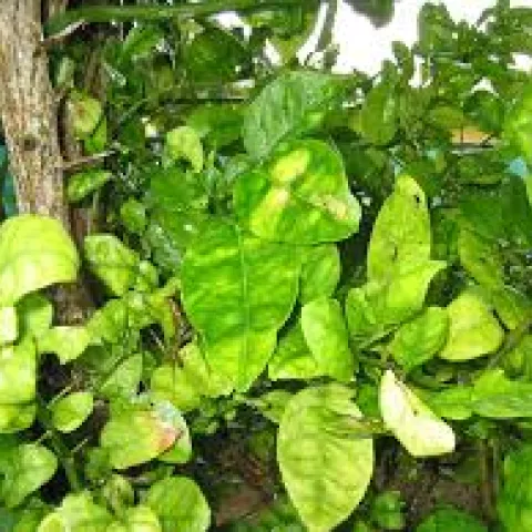 huanglongbing symptoms