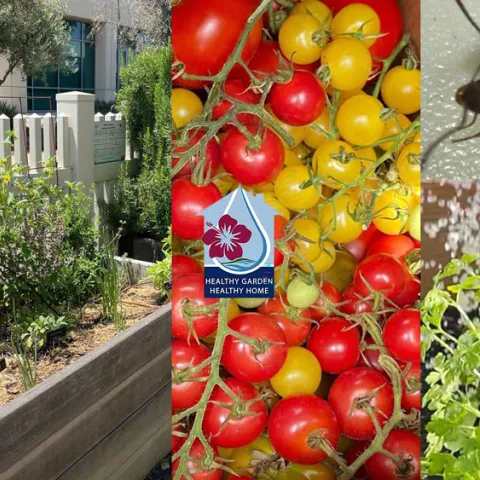 Compilation of fruits, vegetables, a wooden garden box with herbs, closeup of cherry tomatoes, a Healthy Garden Healthy Home logo, a closeup of an ant, and water raining down on herbs.
