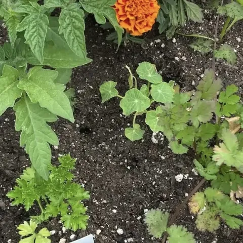 Close up view of a newly planted grow bag with several different seedlings