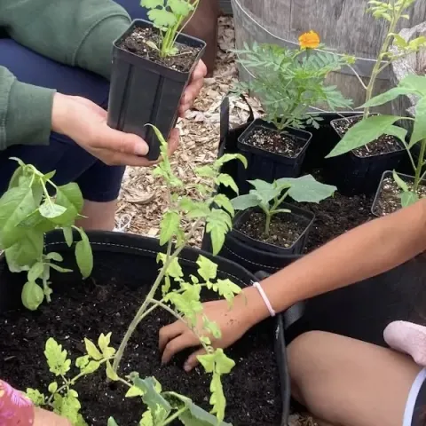 Participants planting seedlings into their grow bags at a Portable Edible Garden class