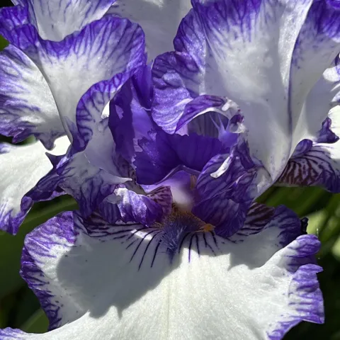 Iris flower close up