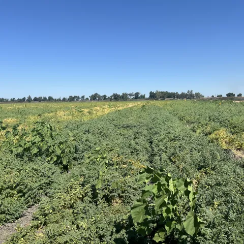 This is a picture of green plants growing in a field with blue sky above. These are garbanzo variety plants planted in different plots.