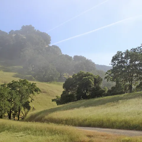 A rangeland scattered with oaks and a road running through it.