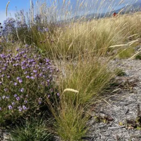 Native grasses including the shrub Verbena lilacina ‘de la Mina’