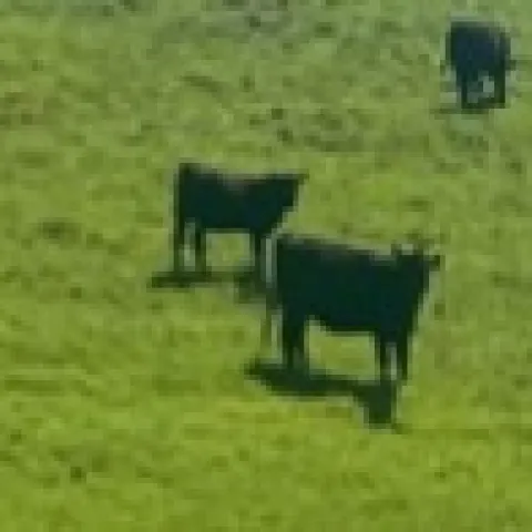 Photo of cattle grazing