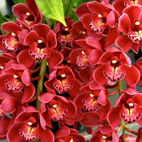 Stunning red cymbidium "Lucy"