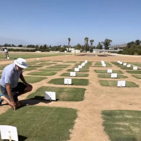 A man kneels down to examine a square of green grass. He is surrounded by squares of turf separated by rows of bare soil in the field