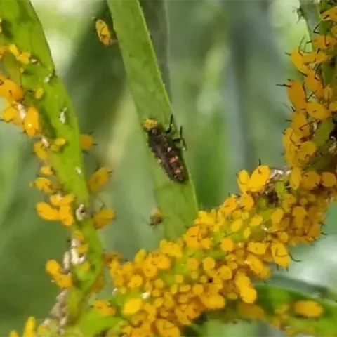 An abundance of yellow aphids on plants
