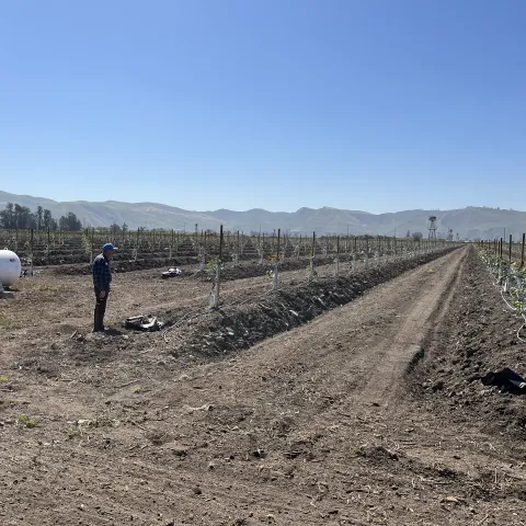 avocados