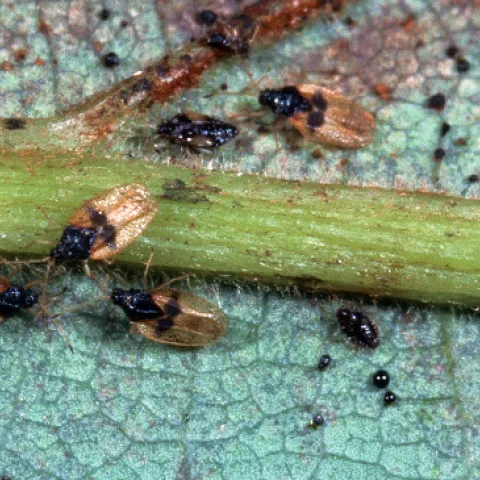 Avocado Lace Bug