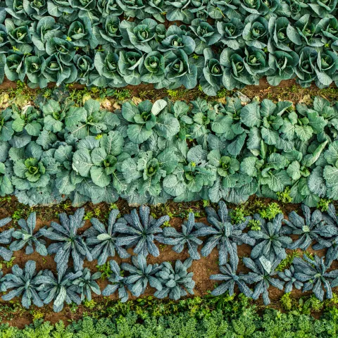 3 rows of cool season vegetables in different shades of green