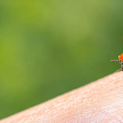 Newly released ladybug ready to take flight. (Photo by Kathy Keatley Garvey)