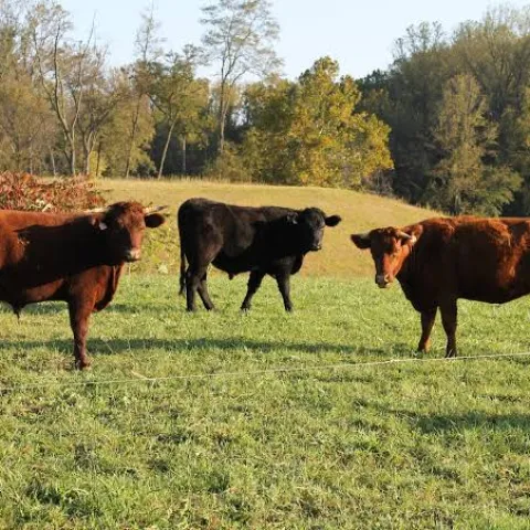 cattle grazing in a field