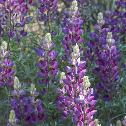 closeup of purple flowers of the Silver Bush Lupine (Lupinus albifrons)