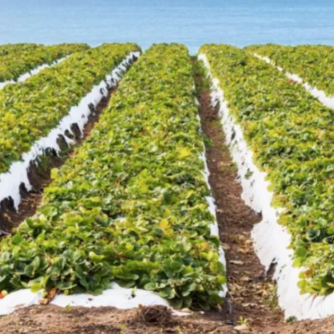 coastal strawberries - Berkeley Food Institute