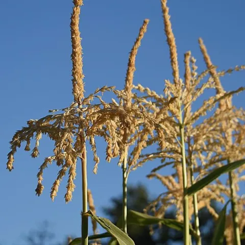 Corn tassels image