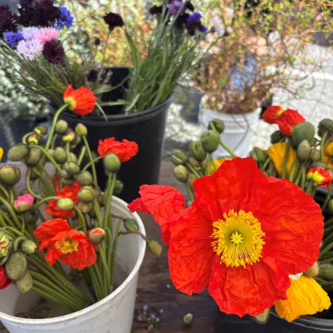 cut orange poppies in a bucket of water
