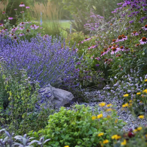 A garden filled with variety of plants, many of them blooming with purple, pink and yellow flowers.