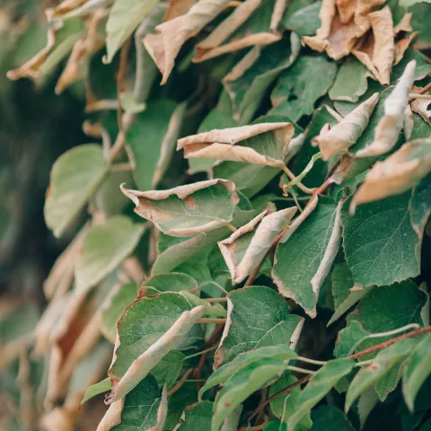 Green leaves on a bush showing drought stress with many curled, dried leaf edges.