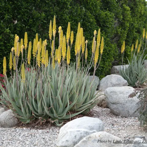 Yellow-flowered aloes in a rock garden