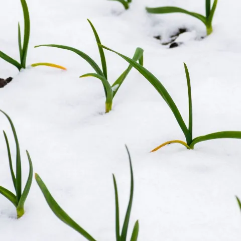 Garlic sprouting up through snow