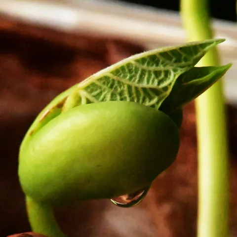 a bean unfurling it's first leaves
