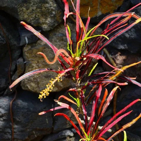 Narrow Leak Milkweed