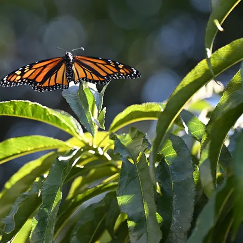 Monarch resting in nectarine tree. (Photo by Kathy Keatley Garvey)