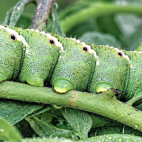 Tobacco hornworm eating tomato plant. (Photo by Kathy Keatley Garvey)