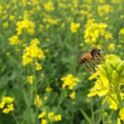 honey bee pollinating a yellow mustard flower