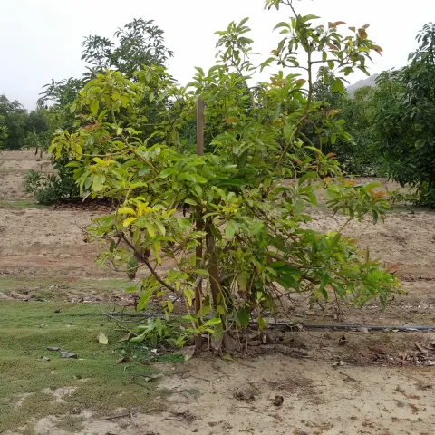 iron chlorosis