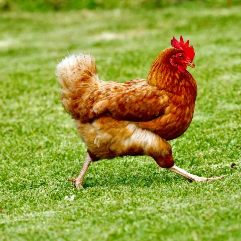 Hen walking across a green lawn.