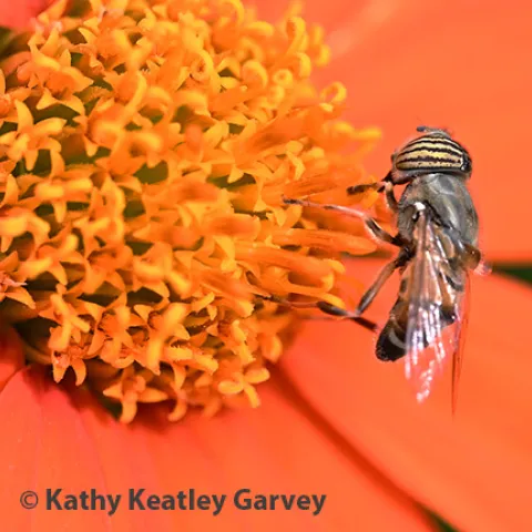 A Eristalinus taenliops, a species of hoverfly. (Photo by Kathy Keatley Garvey)