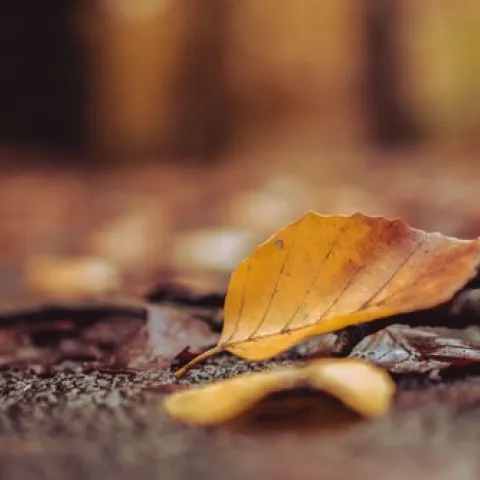 Leaves on the ground