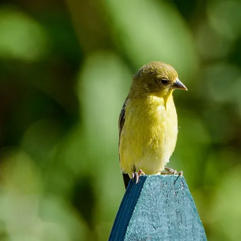 a small yellow bird with dark streaks