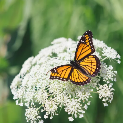 monarch butterfly
