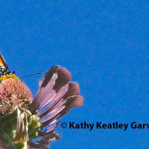 Monarch on zinnia.