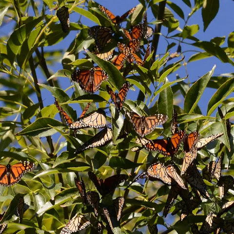Overwintering monarch butterflies in Santa Cruz