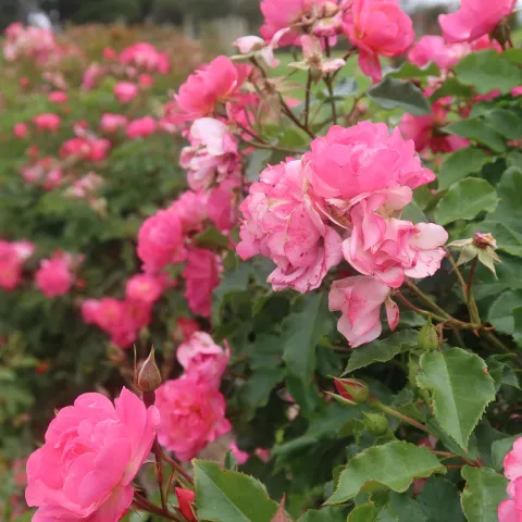 Pink roses in a bush