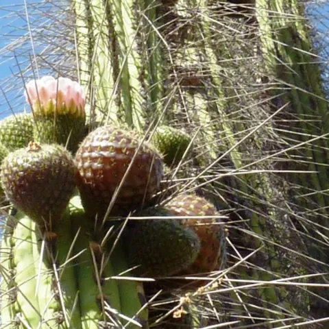 rumpa cactus