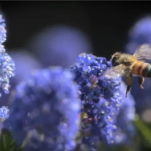 Pollinators