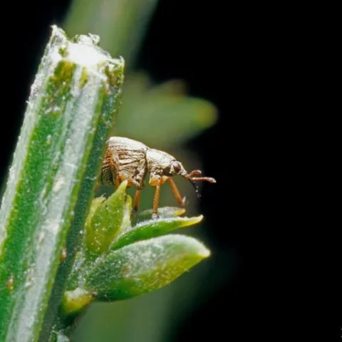 adult scotch broom pod weevil
